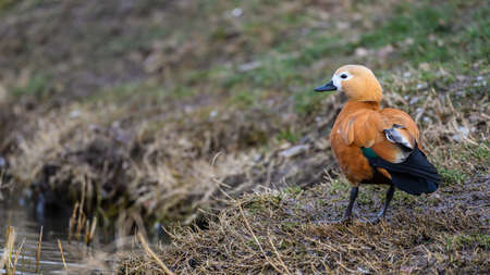 A beautiful Ruddy Shelduck Tadorna ferruginea, A bird on a grass field on a green blurred background, at the water's edge.の写真素材