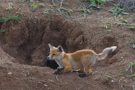 Fox cub at the moment of jumping, next to a hole. Vulpes vulpes close up.の写真素材