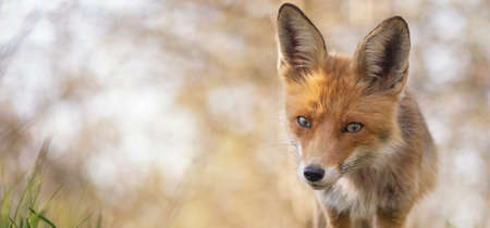 Portrait of a red fox Vulpes vulpes in the wild. The head of a red fox on a beautiful beige background. copyspace.の写真素材