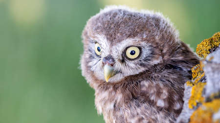 Little owl Athene noctua, in the habitat. A young chick on a beautiful green background. copy space.の写真素材