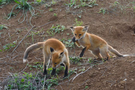 Two fox cubes are playing next to a hole. Vulpes vulpes close up.