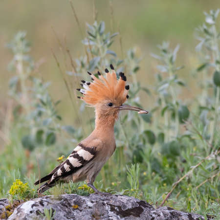 Eurasian or common hoopoe Upupa epops. A bird sits on a rock and holds an insect in its beak. Cute brown crested bird. side view.の写真素材