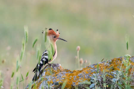 Eurasian or common hoopoe Upupa epops. A bird sits on a rock in the wild.の写真素材