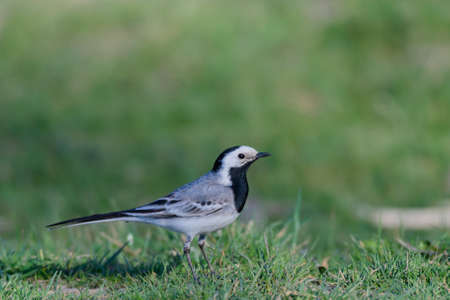White wagtail Motacilla alba. A bird stands on the ground on a green background.の写真素材