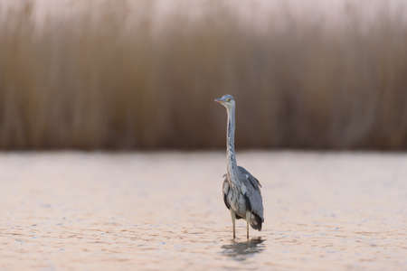 Gray Heron in the habitat. Ardea cinerea.の写真素材