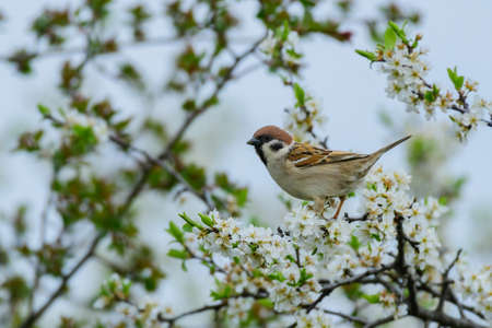Eurasian tree sparrow, Passer montanus, perching in the spring on a blossomed branch of a tree with white flowers.の写真素材