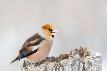 Hawfinch Coccothraustes coccothraustes. A bird in the forest in winter, on a beautiful background.の写真素材