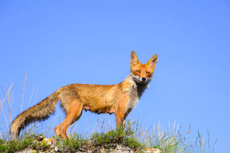 Red fox Vulpes vulpes in the habitat. close up.の写真素材