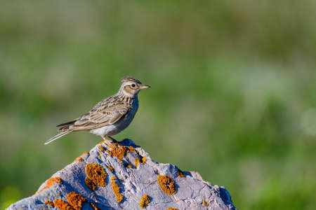 Sky Lark Alauda arvensis in the wild.の写真素材