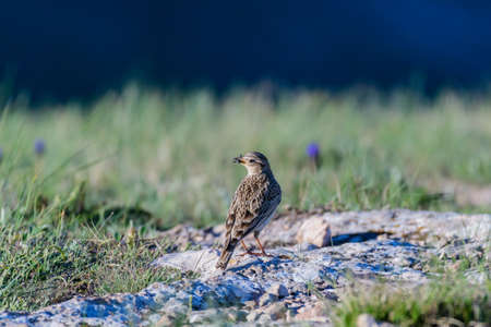 Sky Lark Alauda arvensis in the wild. Bird with an insect in its beak.