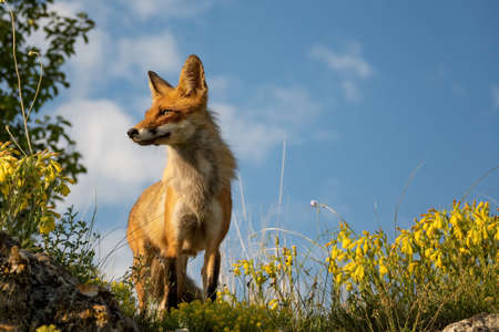 Red fox Vulpes vulpes on a blue sky background.