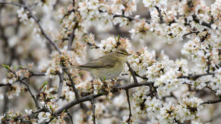 Common Chiffchaff phylloscopus collybita. in the wild. A bird is sitting on a flowering tree.の写真素材