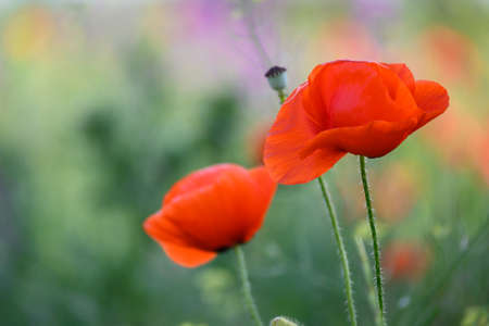 Field of poppies on a sunset.の写真素材