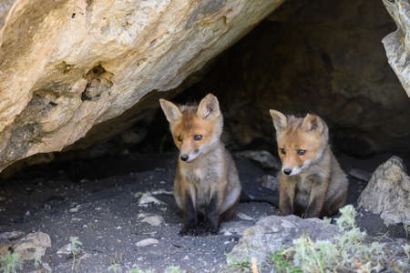 Red fox Vulpes vulpes in the wild. Foxes near a hole in the rocks.の写真素材