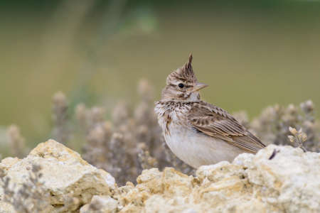 common crested lark. Galerida cristata. A songbird with a crest on its head.の写真素材
