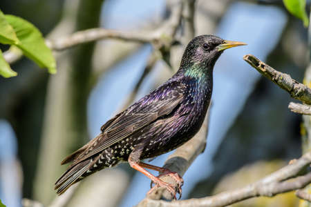 Common Starling Sturnus vulgaris, also known as the European Starling.の写真素材