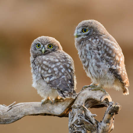 Beautiful little owl in the wild. Athene noctua. Owl chicks on a stick, on a beautiful background.の写真素材