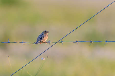 Corn bunting Miliaria calandra.