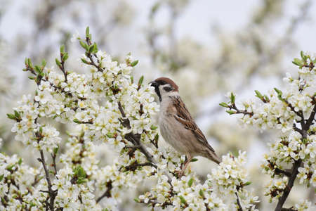 Eurasian tree sparrow, Passer montanus, perching in the spring on a blossomed branch of a tree with white flowers, and eats leaves.の写真素材