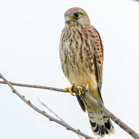 Common Kestrel, Falco tinnunculus, little bird of prey. close up