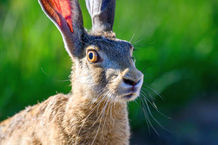 Wild European Hare Lepus Europaeus. head animal close up.