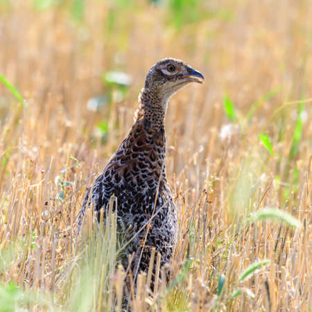 Female common pheasant Phasianus colchicus in the wild. close up. A bird stands on a mown field.の写真素材