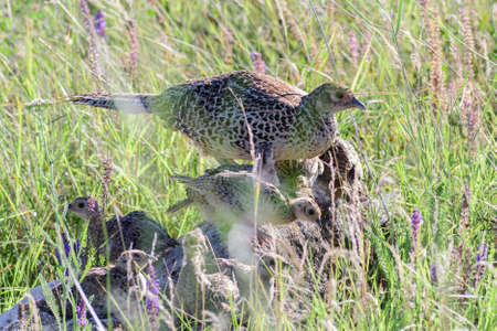 Pheasant Phasianus colchicus in the wild. to close. The bird hides in the grass with the chicks.の写真素材