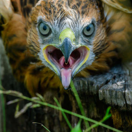 Long-legged Buzzard Buteo rufinus. close up. The head of a young bird with an open beak.