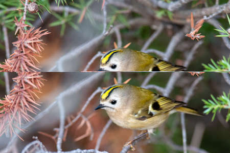 Goldcrest, regulus regulus, golden-crested kinglet. The smallest bird in Eurasia.の写真素材