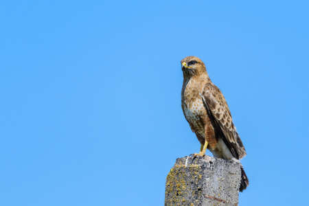 Common buzzard buteo buteo, in the wild.の写真素材