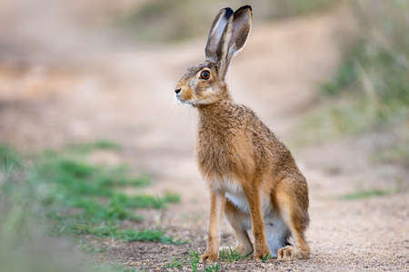 Wild European hare Lepus Europaeus sits on a country road.の写真素材