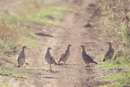 Group of partridges. Gray partridge. Perdix, perdix. In the wild, they stand on a country road.