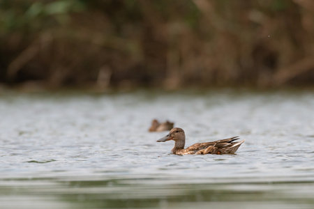 A female Northern shoveler Spatula clypeata swimming on a lake.の写真素材