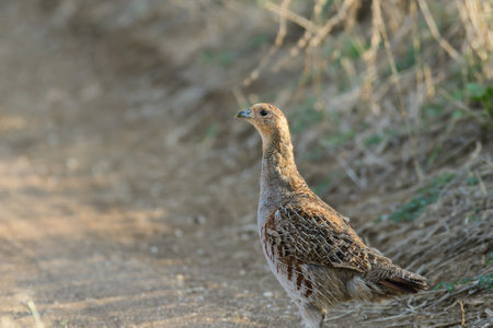 Partridge. Warm colors nature background. Gray Partridge. Perdix perdix.