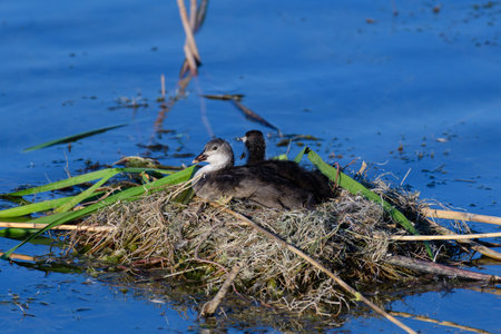 Eurasian Coot Fulica atra. Chicks in the nest.の写真素材