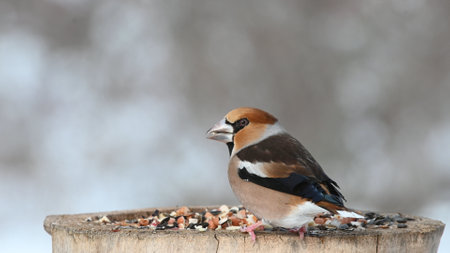 Hawfinch Coccothraustes coccothraustes. A bird in the winter forest on a bird feeder.の写真素材