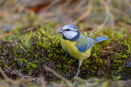 Bird Eurasian blue tit Cyanistes caeruleus in the wild. close up. songbird.の写真素材