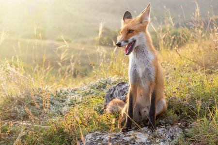 Red fox Vulpes vulpes on a beautiful background. close up.