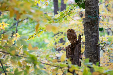 Tawny owl in the autumn forest. Strix aluco.の写真素材