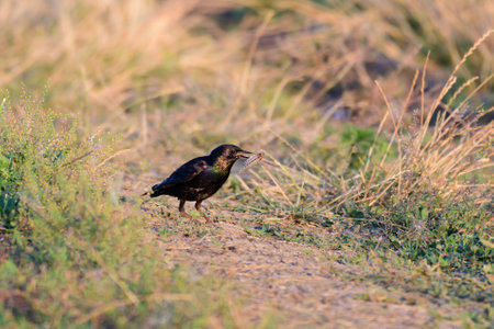 Starling Sturnus vulgaris, also known as the European Starling. A bird holds a locust in its beak.