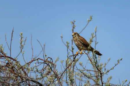 Common Kestrel, Falco tinnunculus, little bird of prey.