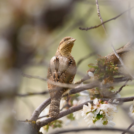 Eurasian Wryneck Jynx torquilla in the wild.の写真素材