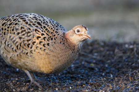 Bird common pheasant Phasianus colchicus in the wild. close up.の写真素材