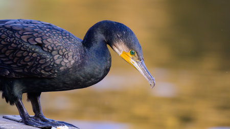 Cormorant, Phalacrocorax carbo. Cormorant in the habitat, on the river bank. close up.