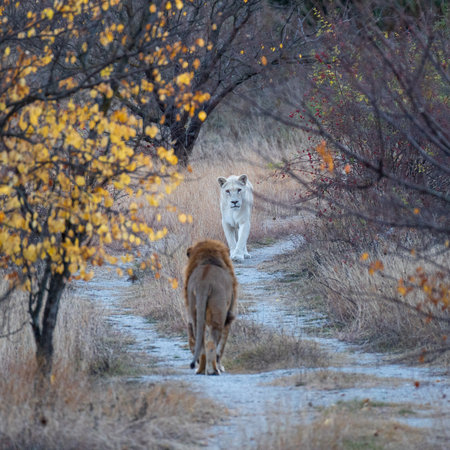 A white lioness is walking along the road to meet a lion.の写真素材