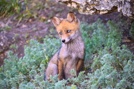 Red Fox Vulpes vulpes. A fox stands in a meadow. wild young fox.の写真素材