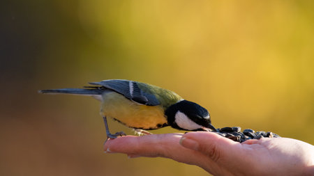 The Great Tit Parus major looking for seeds from a human hand autumn. Colorful songbird interacting with human for food.の写真素材
