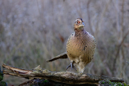 Bird common pheasant Phasianus colchicus in the wild. close up.の写真素材