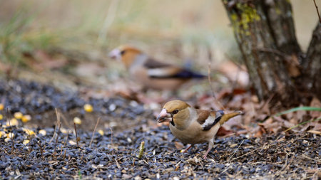 Hawfinch Coccothraustes coccothraustes. bird in the wild.の写真素材