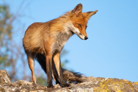 Red fox Vulpes vulpes on a blue sky background.の写真素材